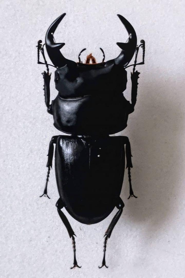 白亜紀前期 サンタナ層産 古代魚化石 クラドキクルス 古生物化石 標本